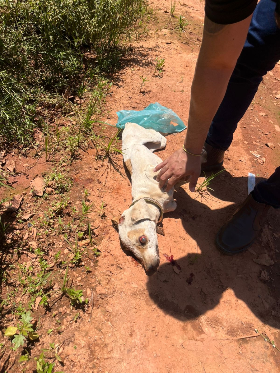 Guarda Municipal prende homem acusado de matar cachorro a pauladas em Várzea Grande
