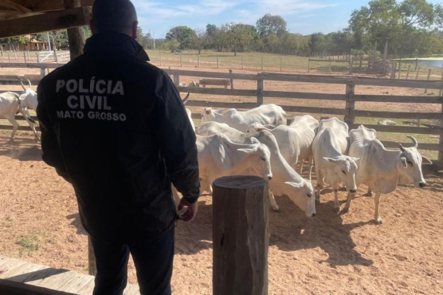 Polícia Civil deflagra Operação Vestigia e prende suspeitos de roubo de gado em MT
