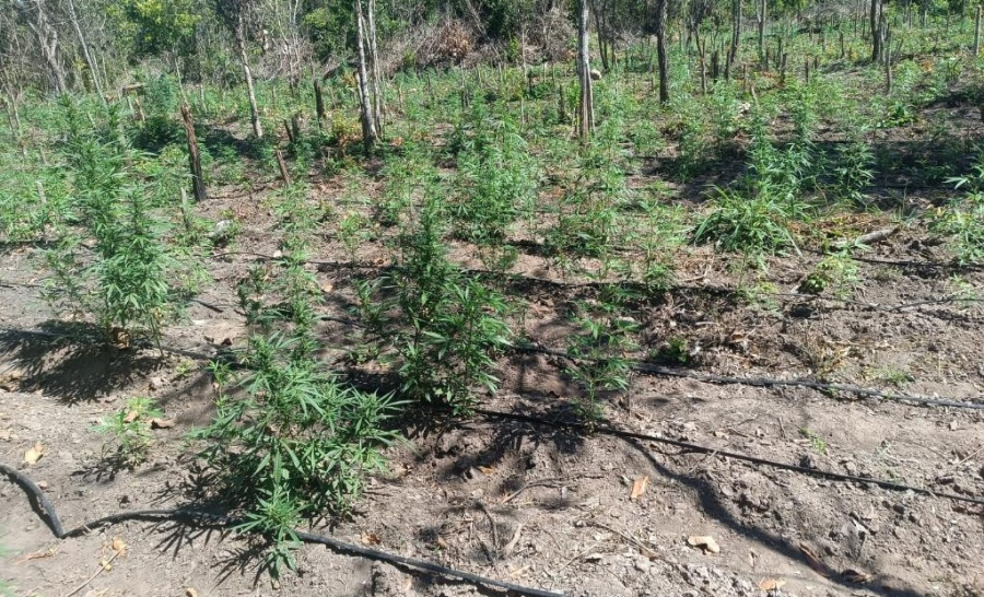 PM apreende 5 mil pés de maconha em fazenda invadida em MT